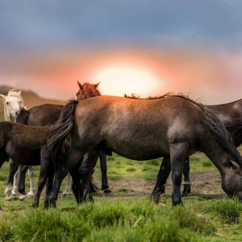 Plimbare cu calul la Brasov